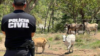 Gado furtado é localizado pela PCGO no município de Doverlândia