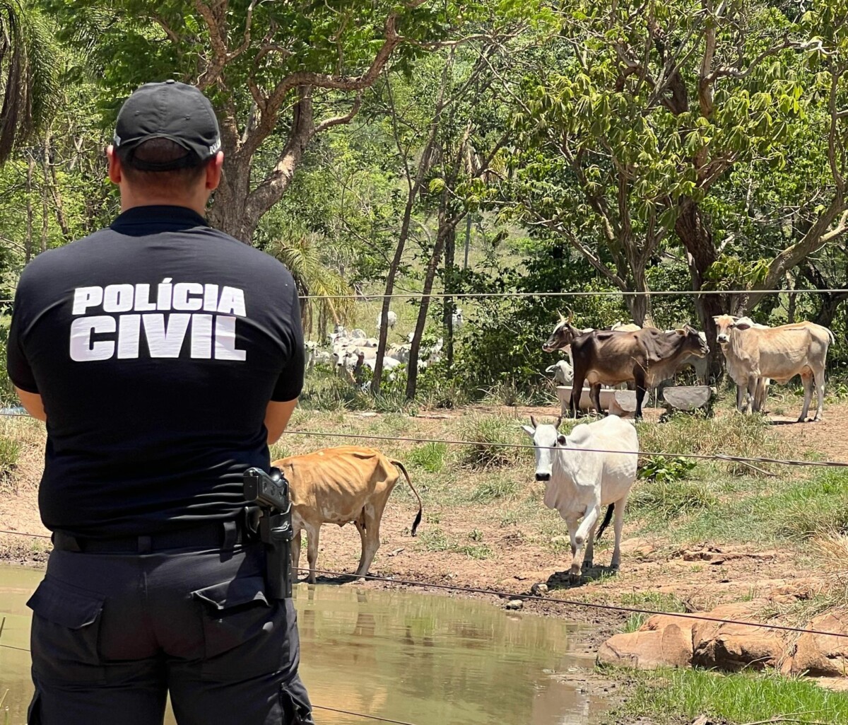 Gado furtado é localizado pela PCGO no município de Doverlândia