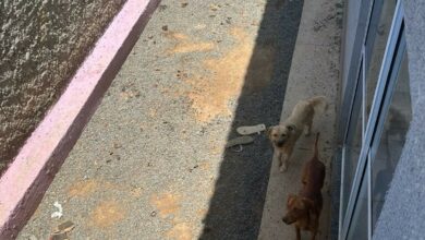 Operação resgata cachorros trancados em apartamento em Valparaíso