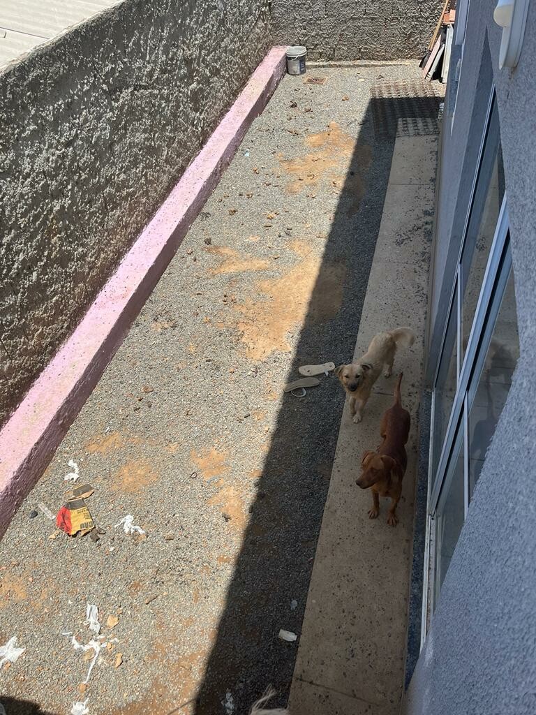 Operação resgata cachorros trancados em apartamento em Valparaíso