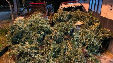 Polícia Civil prende investigado de tráfico por plantar 100 pés de maconha em chácara de Niquelândia