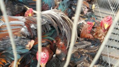 Operação Rooster prende suspeito com galos de rinha e armas de fogo em Cavalcante