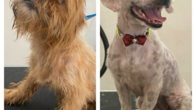 PCGO resgata cães vítimas de maus-tratos em Itaguaru