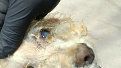 Polícia Civil e ONG resgatam cadela vítima de negligência em Chapadão do Céu