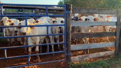 Polícia Civil recupera