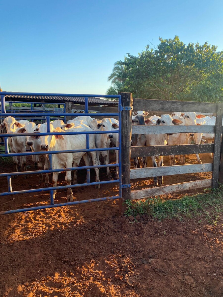 Polícia Civil recupera