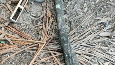 Polícia Civil prende sobrinho por tentar matar tio, em Caldas Novas, após discussão