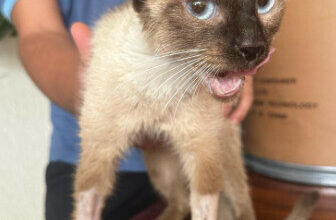 Polícia Civil cumpre busca e apreensão contra vizinho suspeito de atirar pedra e ferir gata