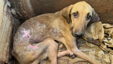 PCGO prende casal em flagrante por deixar cadela desnutrida, com feridas pelo corpo e sem acesso à alimentação