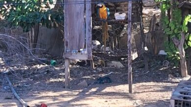 Crime ambiental: Polícia Civil resgata ave silvestre mantida em cativeiro em Itapirapuã