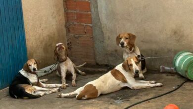 Autor de maus-tratos a cães B