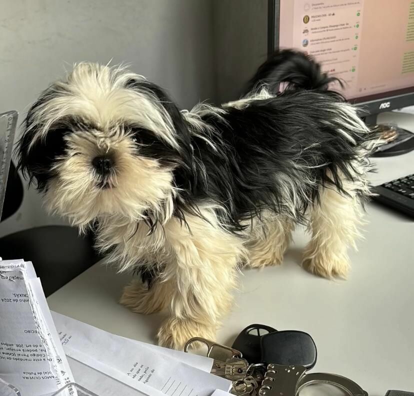 Polícia Civil recupera filhote de Shih Tzu subtraído em Crixás