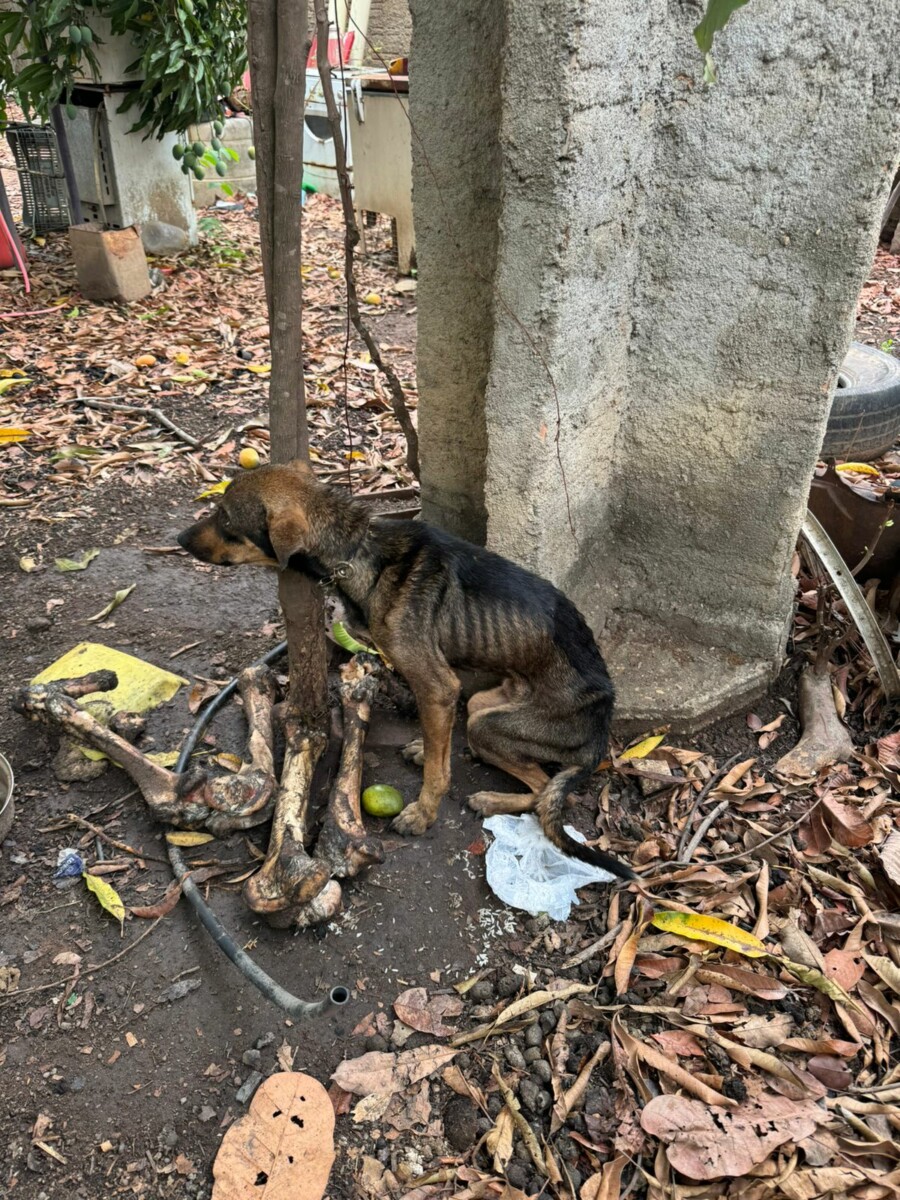 Polícia Civil resgata cachorro vítima de maus-tratos; animal foi amarrado a um poste, em Aruanã
