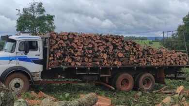 PC e PM prendem três envolvidos em extração ilegal de madeira em Santa Rosa de Goiás