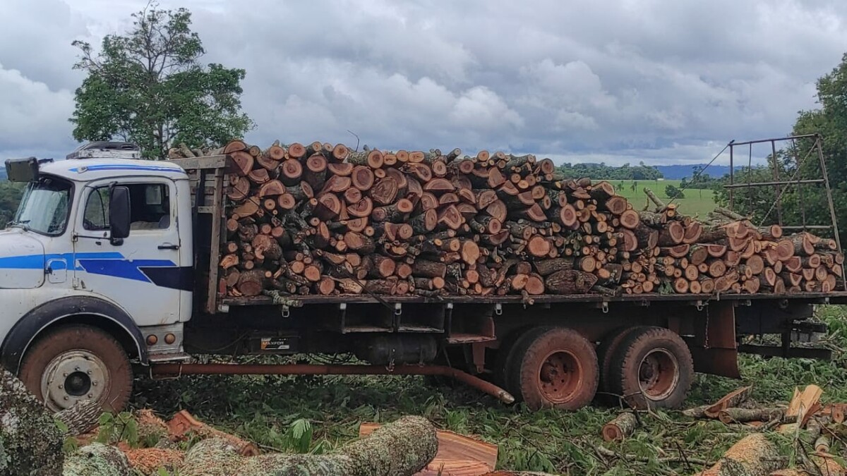PC e PM prendem três envolvidos em extração ilegal de madeira em Santa Rosa de Goiás
