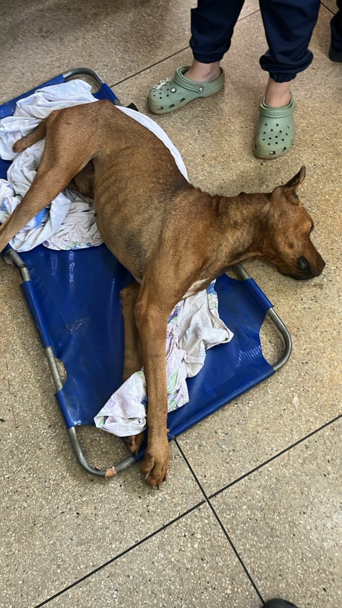 Mulher é presa após abandonar cão; animal foi resgatado por testemunha na rua