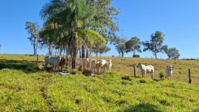 PCGO apreende 27 cabeças de gado e arma irregular durante operação contra estelionato em Formoso