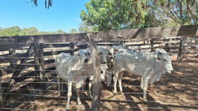 PCGO prende autor de furto e recupera gado em operação conjunta no interior