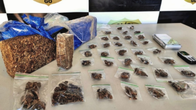 PCGO prende homem em flagrante por tráfico de drogas e apreende “super maconha” em Minaçu