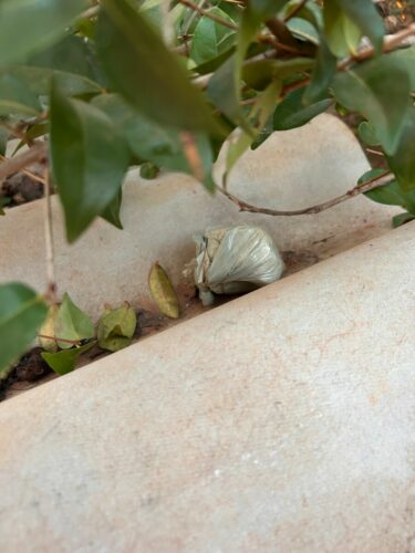 Catena Fracta: Polícia Civil desarticula o tráfico de drogas em megaoperação na região de Itapuranga