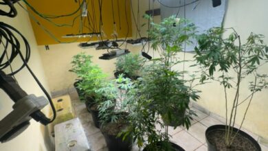 Operação cumpre buscas em Cavalcante, apreende centenas de drogas e prende quatro pessoas em flagrante