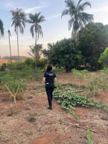 PCGO desarticula grupo criminoso envolvido com tráfico de drogas em Caçu