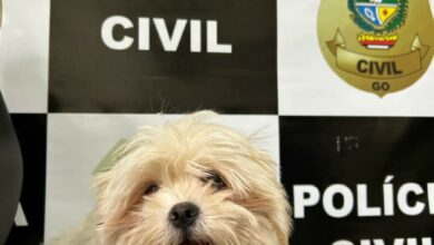 PCGO recupera em Catalão filhote de Shih Tzu furtado da porta de residência
