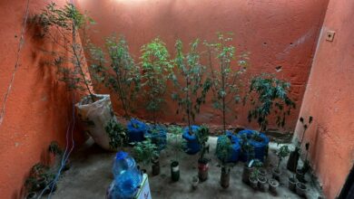 Rascunho automático