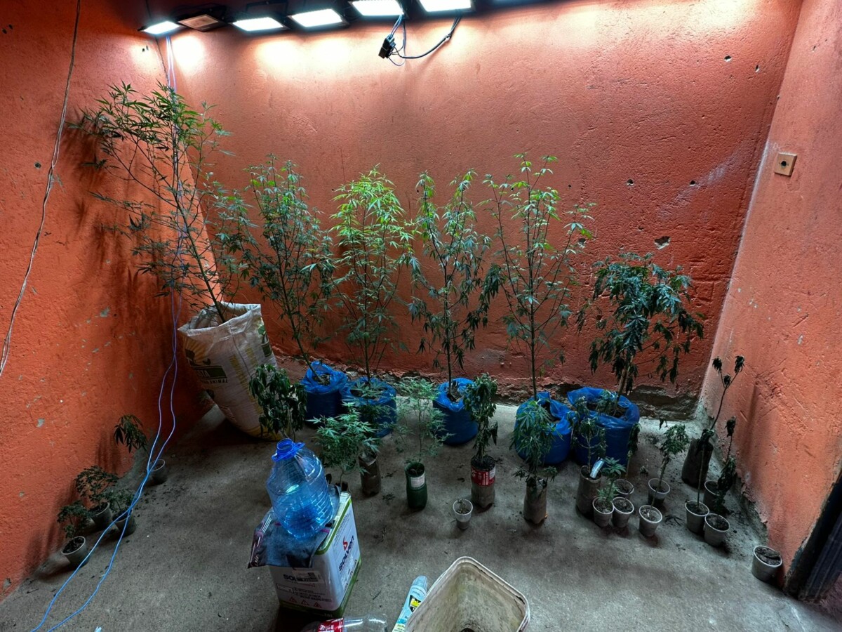 Rascunho automático