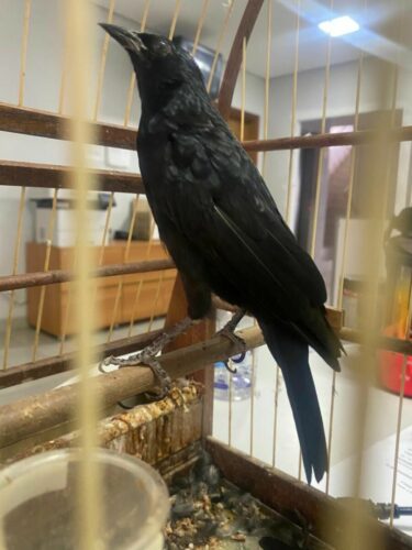 PCGO apreende drogas, dinheiro estrangeiro e pássaro silvestre durante prisão por tráfico em Valparaíso