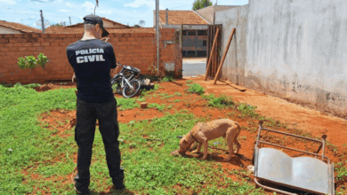 PCGO apura caso de maus tratos e resgata pitbull em situação de abandono