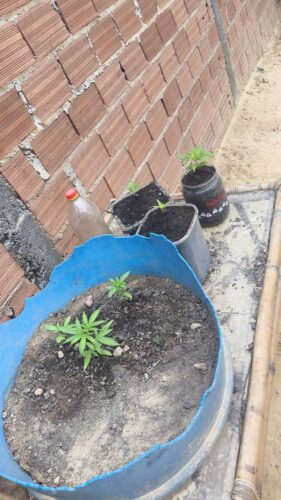 PCGO deflagra Operação “Retomada” e apreende drogas, veículos e objetos ilícitos em Colinas do Sul