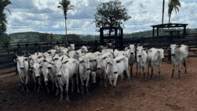 Ação integrada da PCGO e PMGO prende autores de roubo simulado e recupera rebanho em menos de 24 horas