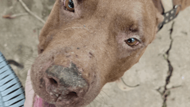 Após receber denúncia anônima, PCGO prende mulher por maus tratos a animais em Goiânia