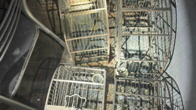 PCGO apura crime de maus tratos a animais após incêndio em residência de Morrinhos