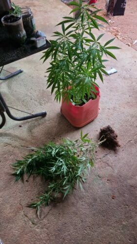 PCGO cumpre 22 mandados e apreende carga de drogas avaliada em R$ 450 mil