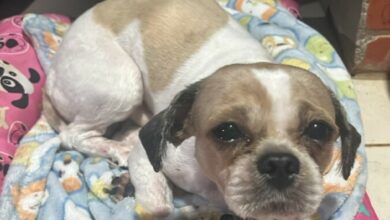 PCGO resgata cão vítima de abandono e investiga responsável pelo crime