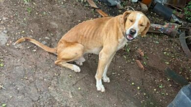 Polícia Civil prende tutor que mantinha cachorros sem água e comida, em Jataí