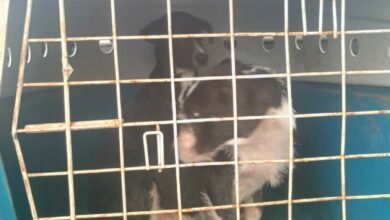 Polícia Civil resgata dois cães vítimas de maus tratos em Morrinhos