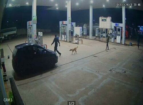 PCGO e PMGO, em ação conjunta, prendem dois suspeitos de roubo em posto de combustível em Turvânia