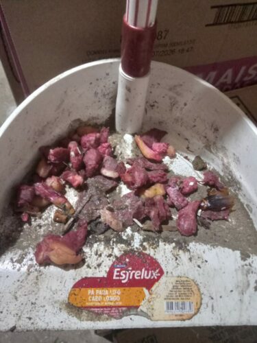 PCGO prende em flagrante gerente acusado de envenenar e matar gatos em Mineiros