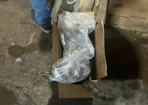 PCGO prende em flagrante gerente acusado de envenenar e matar gatos em Mineiros