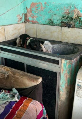 PCGO prende mulher por maus tratos e abandono de cão em Valparaíso de Goiás