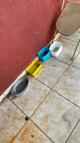 PCGO prende mulher por maus tratos e abandono de cão em Valparaíso de Goiás